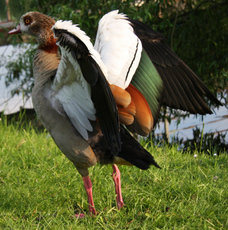 21-Nilgans-Gefieder-054.jpg